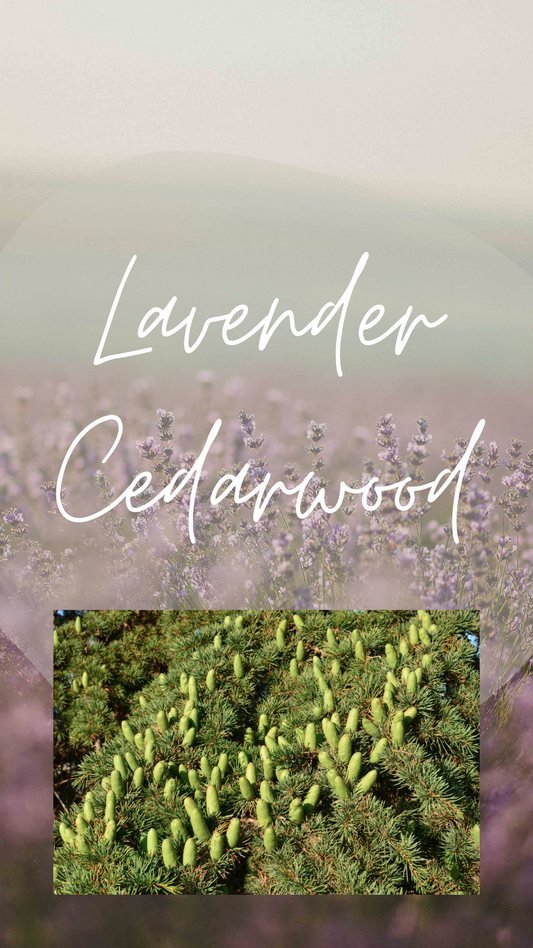 Lavender Cedarwood